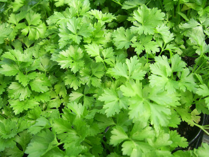 Examples Of Herbs In India